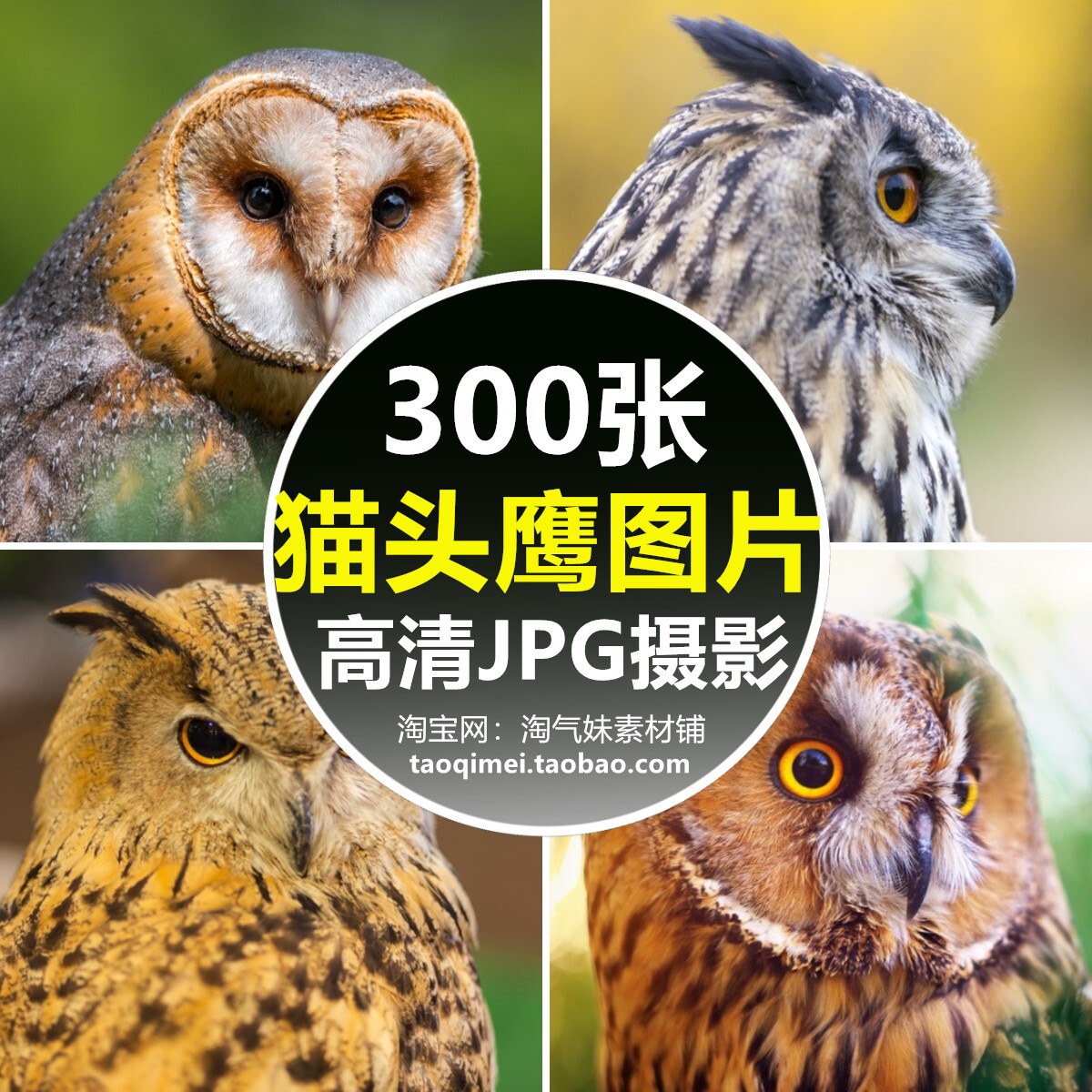 高清jpg猫头鹰图片夜猫子动物世界猛禽飞禽野生鸟类鸮摄影素材照