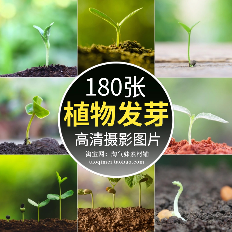 高清jpg植物发芽图片小树苗绿色嫩芽幼苗生长成长培育素材特写照