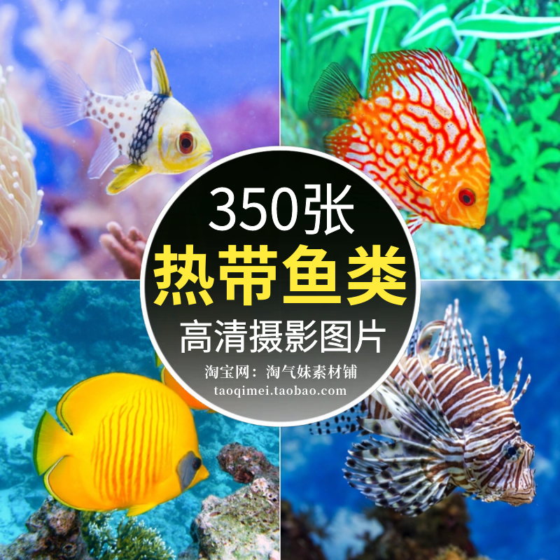 高清JPG热带鱼类图片海洋海底深海鱼海底生物世界水族馆摄影素材