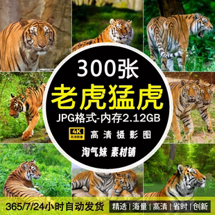高清生物动物JPG图片老虎猛虎东北华南孟加拉虎特写绘画摄影素材