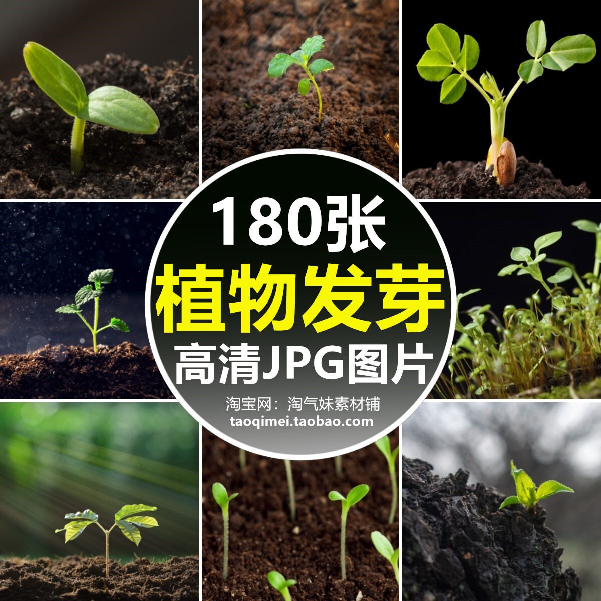 高清jpg植物发芽图片小树苗绿色嫩芽幼苗生长成长培育素材特写照