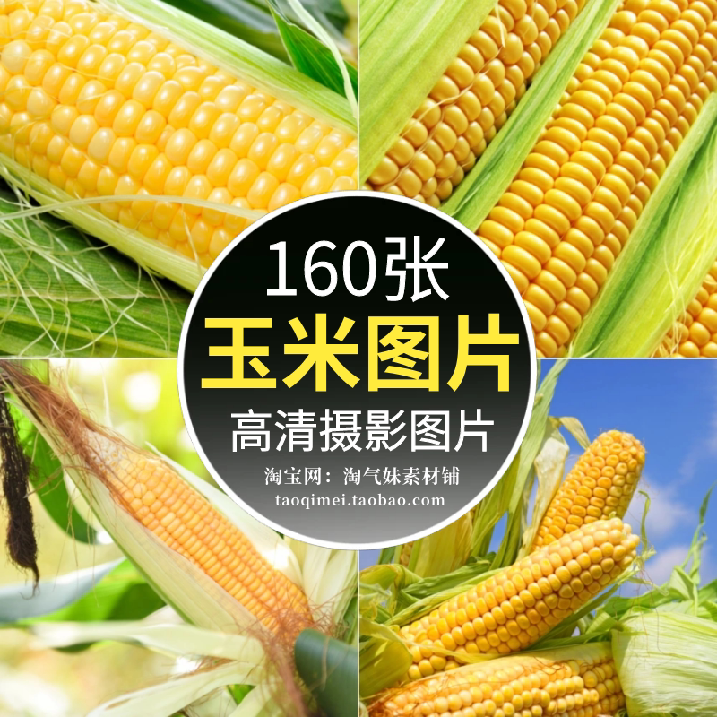 高清jpg玉米图片苞米玉米棒子玉米粒玉米籽农作物粗粮食摄影素材