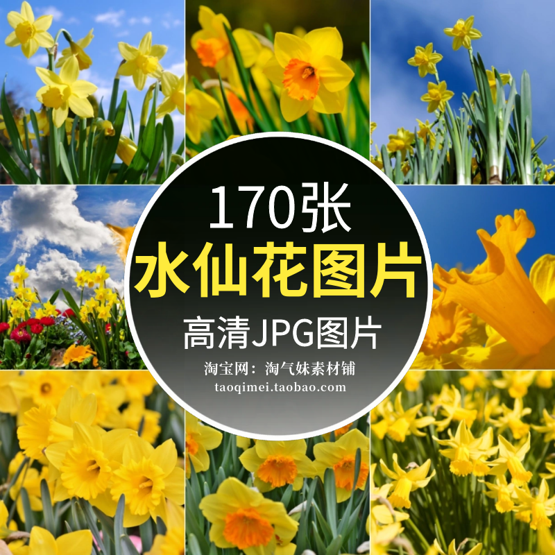 高清jpg水仙花图片石蒜科花卉花朵花草观赏盆栽植物特写摄影素材