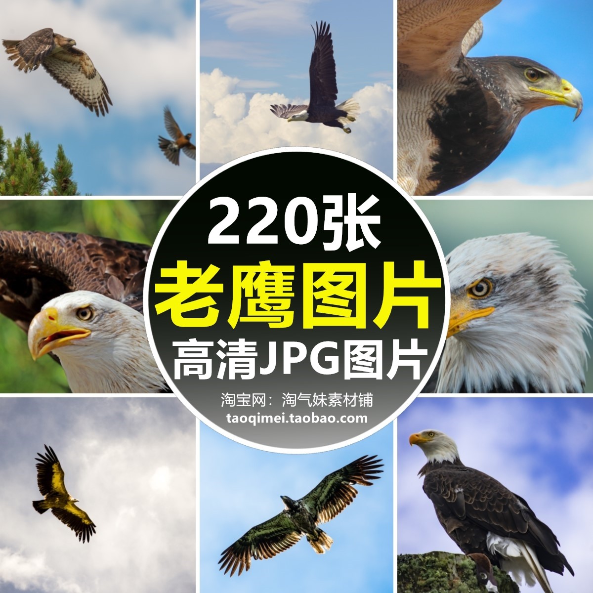 高清jpg老鹰图片雄鹰苍鹰金鹰海雕猎鹰猛禽展翅飞翔鸟类摄影素材