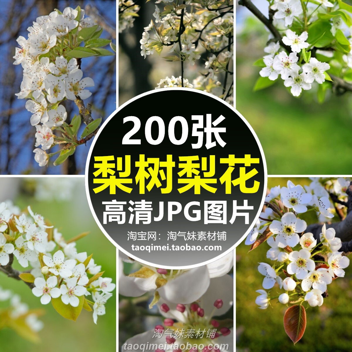 高清jpg梨树梨花图片春天盛开白色花朵花卉植物摄影背景照片素材