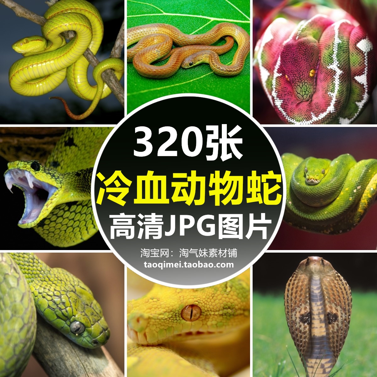 高清jpg蛇图片眼镜毒蛇竹叶青蟒蛇银环蛇乌梢蛇爬行动物照片素材