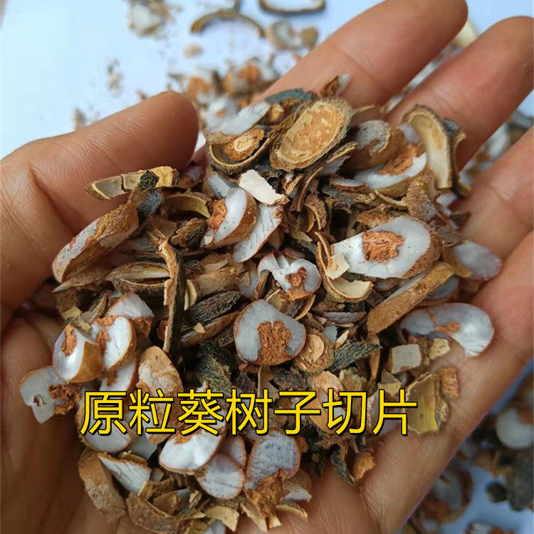 切片葵扇子原粒带壳 葵树子 新会特产 蒲葵子 大粒 包邮 农产品
