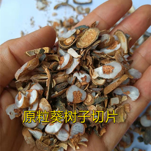 切片葵扇子原粒带壳 葵树子 新会特产 蒲葵子 大粒 包邮 农产品