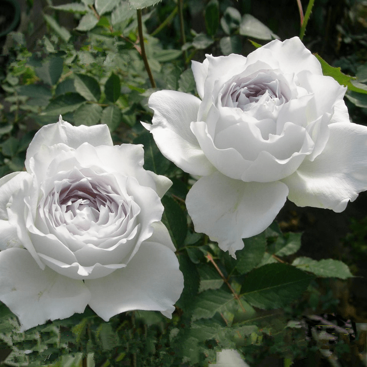 芳香观花室内外月季加百列大天使