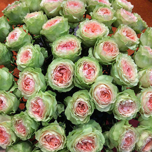 欧洲月季花 吸引力  灌木切花月季花苗 阳台盆栽