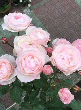 日月 草莓杏仁饼 多头柔和桃粉色切花月季植物