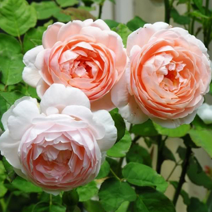 安布里奇 阳台绿植盆栽花卉奥斯汀灌木月季花苗四季