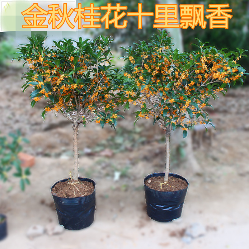 四季桂 花卉植物日香桂花八月四季桂丹桂金桂沉香桂盆栽花桩盆景