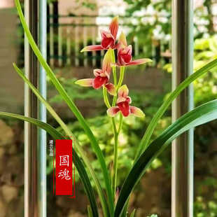 建兰兰花苗盆栽【国魂】室内浓香植物客厅办公室桌面盆栽阳台绿植