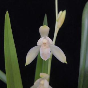 兰花苗【水迹素】建兰花卉浓香型名贵绿植盆栽室内兰花新手好养