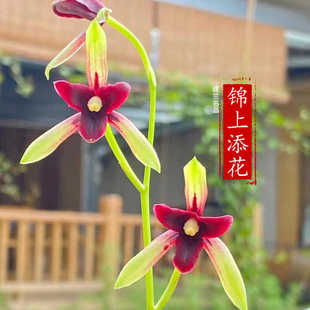 精品兰花四季兰建兰名品【锦上添花】开花浓香型室内绿植花卉盆栽