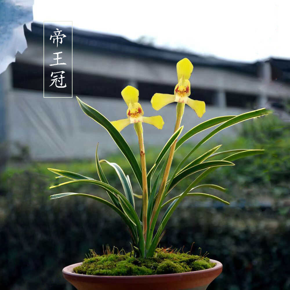 兰花帝王冠矮种绿植盆栽金边建兰