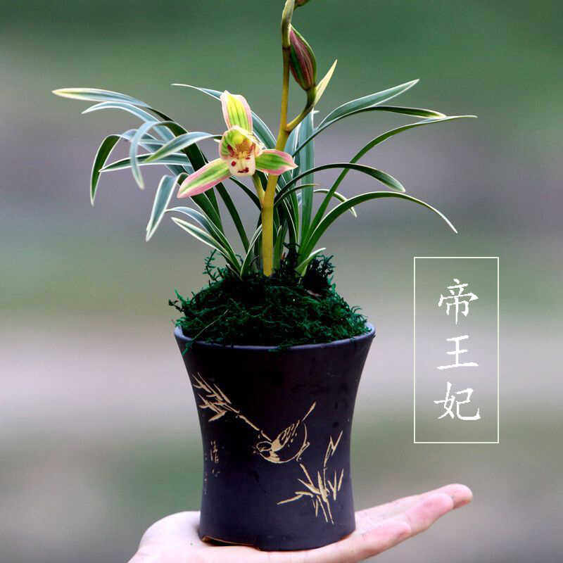兰花苗浓香型金边矮种建兰好养