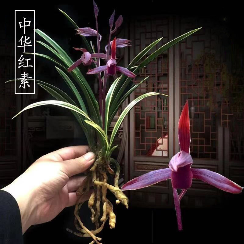 中华红素浓香型矮种金边兰花