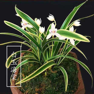 兰花苗盆栽室内建兰金边矮种【白玉海棠】浓香型好养花卉绿植客厅