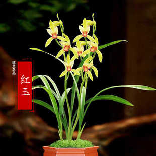 新手推荐兰花苗【红玉】建兰四季兰桌面中式高端盆栽花卉盆景香味