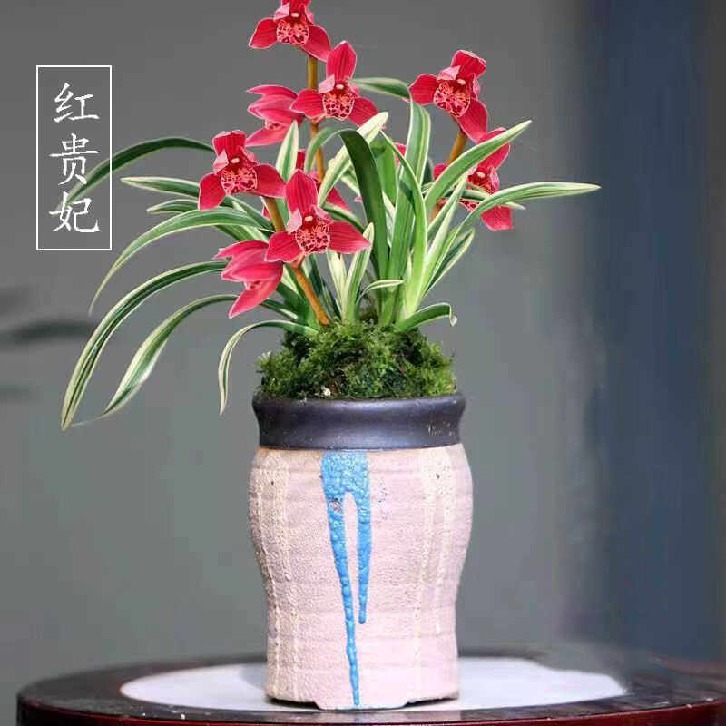 金边矮种红贵妃浓香型好养建兰