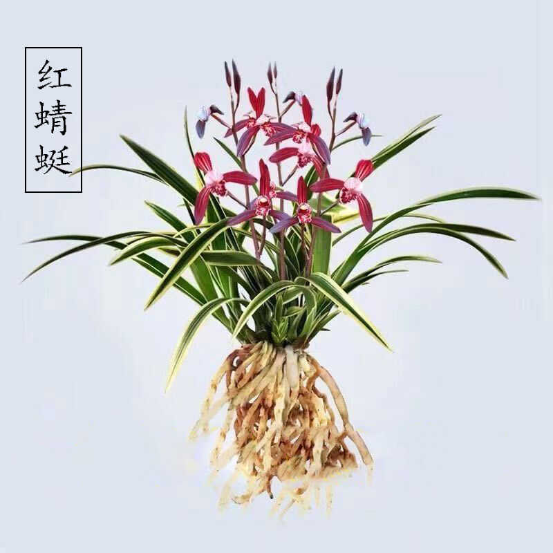 兰花苗金边矮种红蜻蜓建兰花