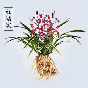 兰花苗金边矮种【红蜻蜓】建兰开花浓香花好养活室内绿植盆栽花卉