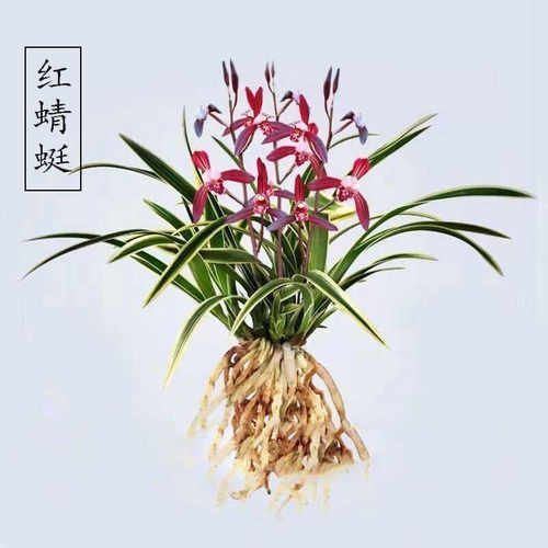 兰花苗金边矮种红蜻蜓建兰花