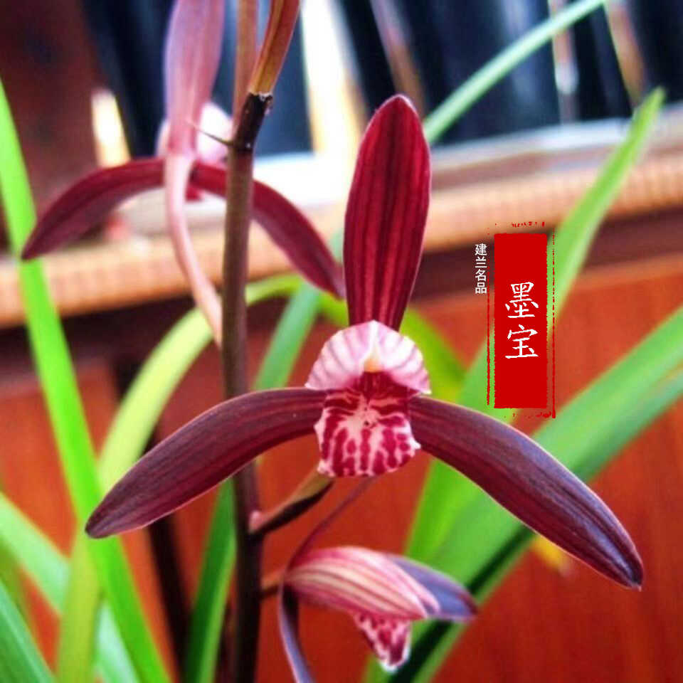 兰花苗经典高端四季建兰红花