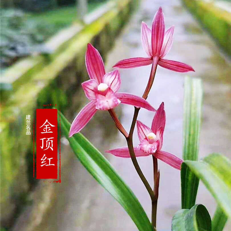 建兰名品【金顶红】兰花苗四季兰开花浓香型红花室内花卉绿植盆栽