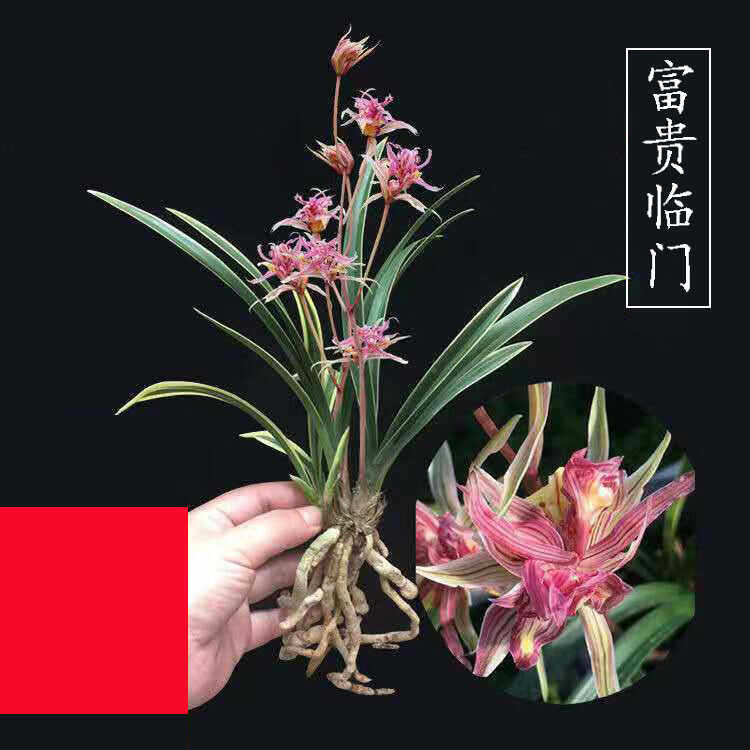 建兰名品【富贵临门】浓香型金边矮种兰花苗好养活盆栽花卉绿植