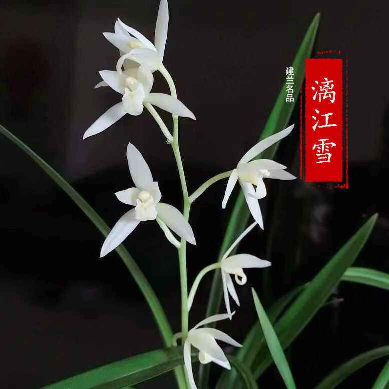 兰花苗建兰名品【漓江雪】四季兰花卉盆栽办公室绿植园兰花艺草