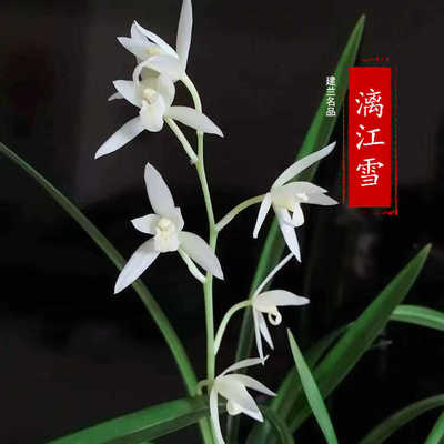 建兰名品【漓江雪】四季兰花卉