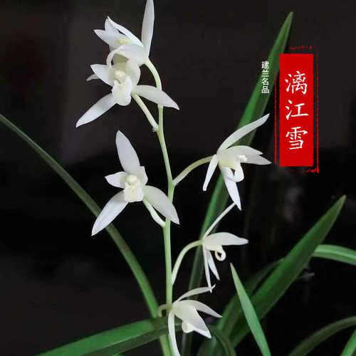 建兰名品【漓江雪】四季兰花卉