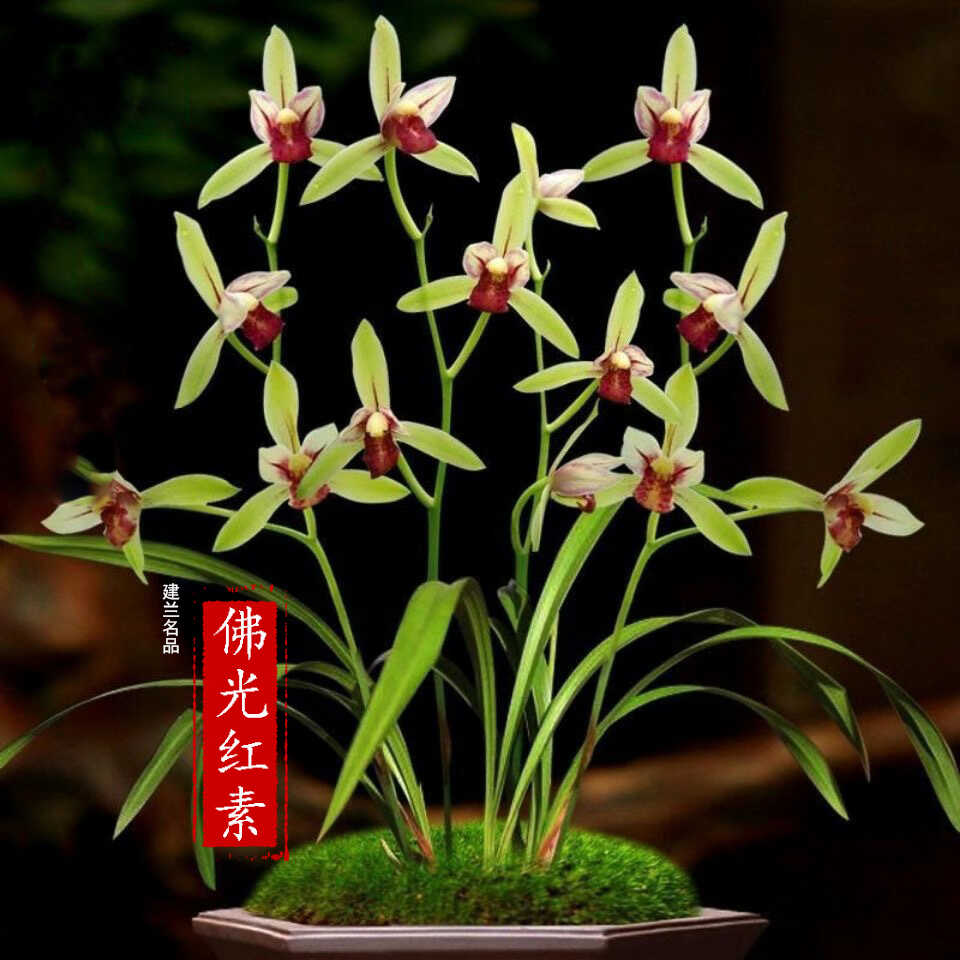 建兰佛光红素桌面中式盆栽