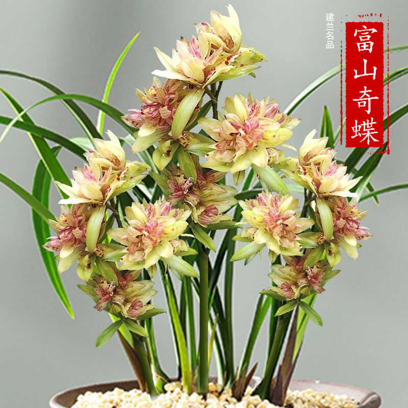 浓香型四季兰花苗建兰