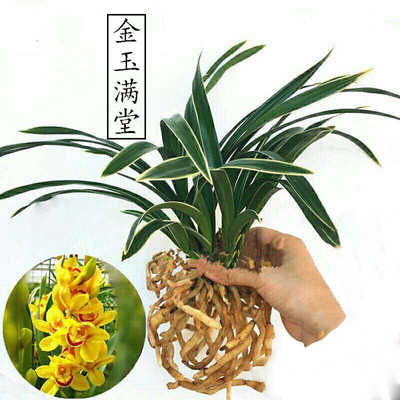 金边矮种金玉满堂花卉盆栽