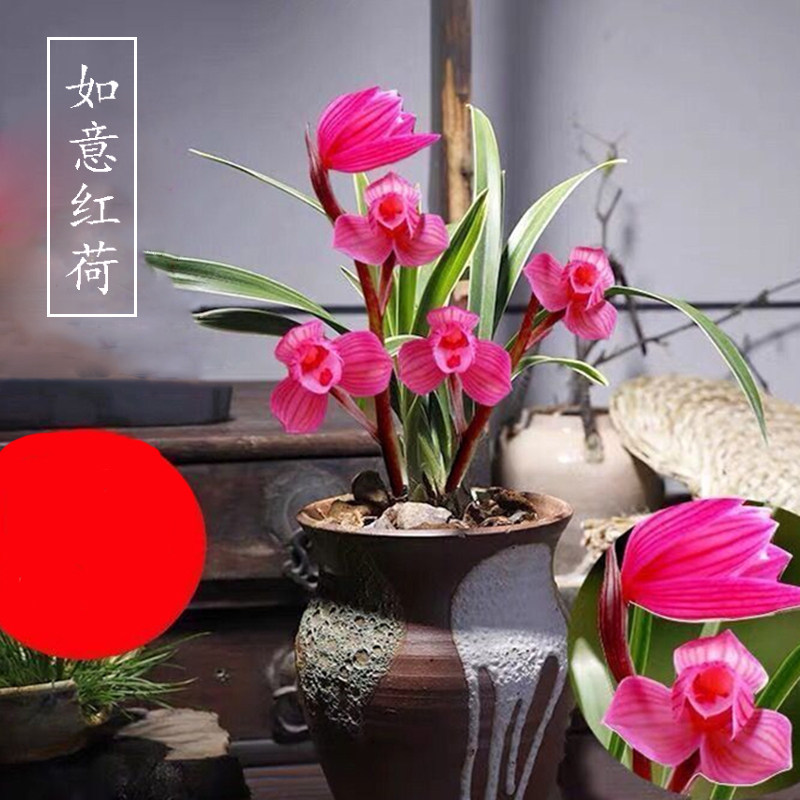 金边矮种浓香型如意红荷