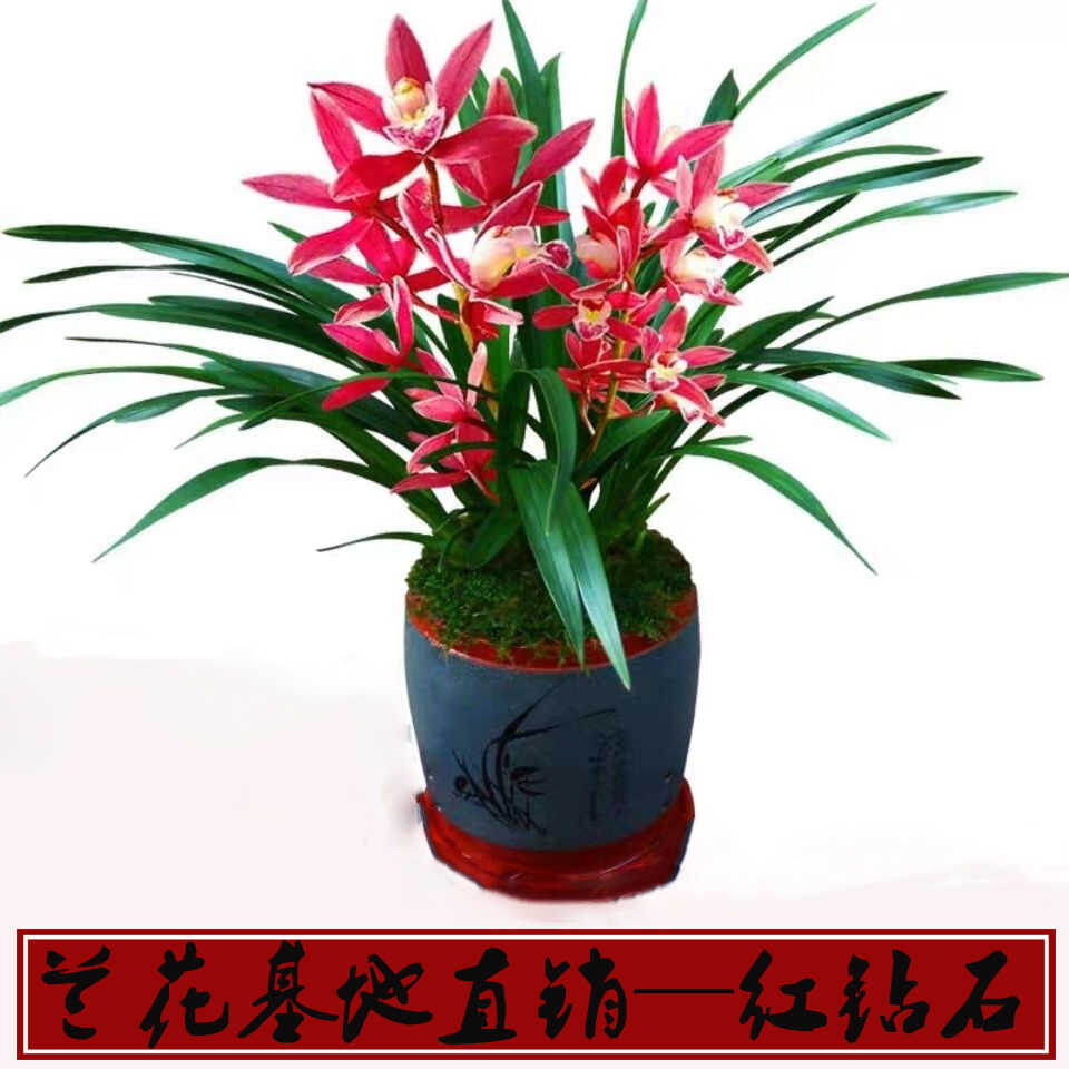 客厅红钻石室内好养直销兰花