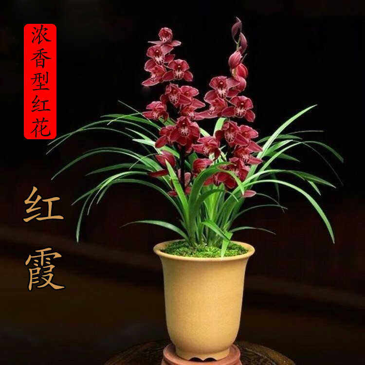 建兰名品红霞浓香型国兰