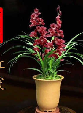 兰花建兰名品【红霞】浓香型国兰室内书桌面绿植兰草花卉好养易活