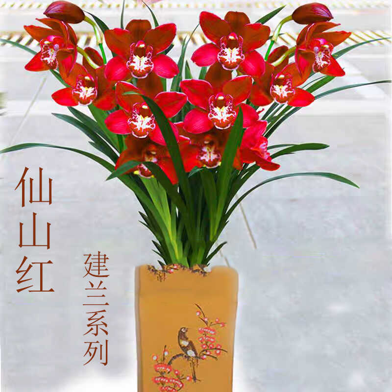 桌面四季常青仙山红室内植物兰花