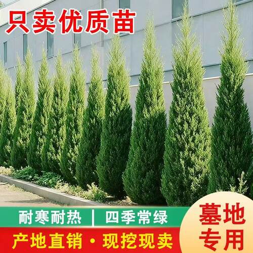 柏树树苗 塔柏 扁柏松柏侧柏树苗圆柏松树宝塔松龙柏苗绿化四季青