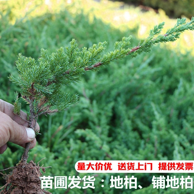 铺地柏绿化地被可做盆景不落叶