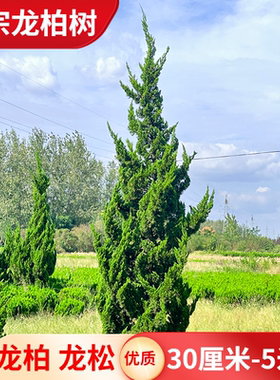 龙柏树苗 火焰松 龙松树苗小龙柏绿化道路小区绿化绿篱篱笆四季青