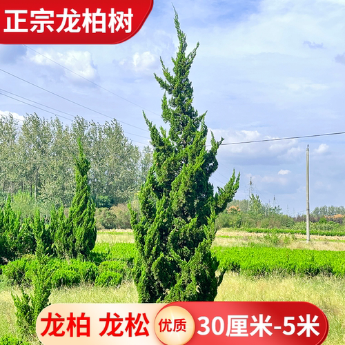 龙柏树苗火焰松龙柏四季青树苗