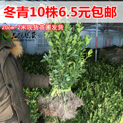 植物四季金边卫矛常绿法国冬青