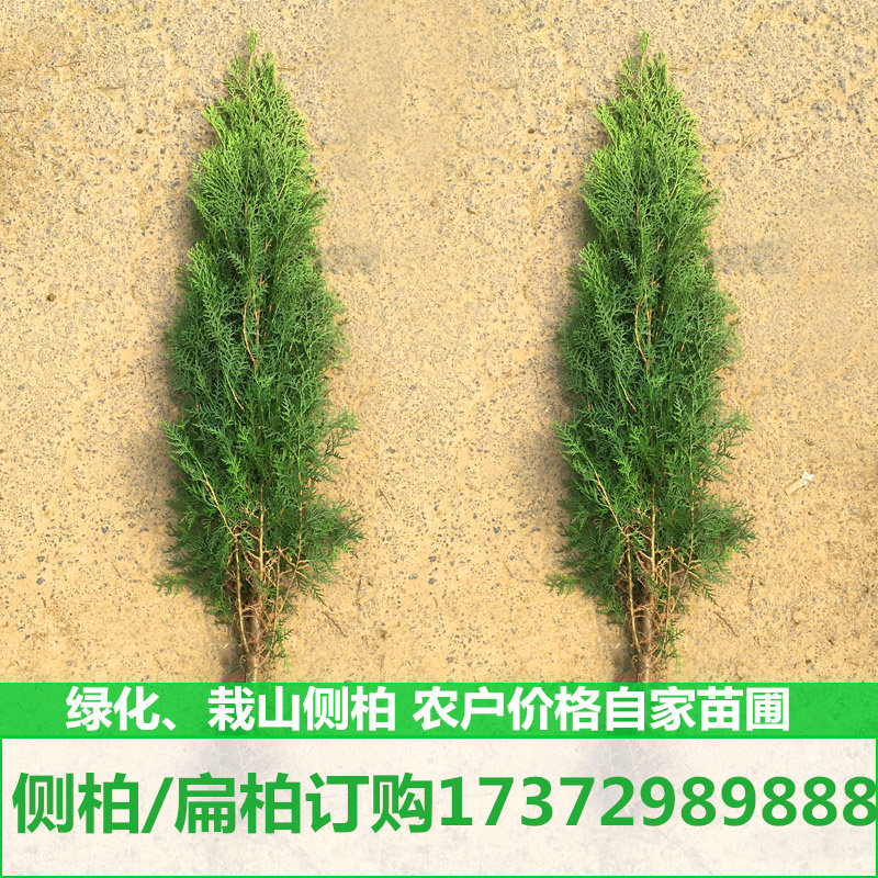 柏树苗松柏侧柏树苗扁柏圆柏松树塔柏宝塔松龙柏苗墓地柏树四季青在类目 鲜花速递/花卉仿真/绿植园艺, 花园植物/行道树/果树, 行道树/乔木中 - 来自Buy2taobao.com提供专业的淘宝代购服务