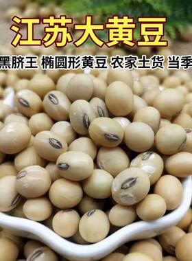 老品种农家土黄豆苏北黑脐大黄豆